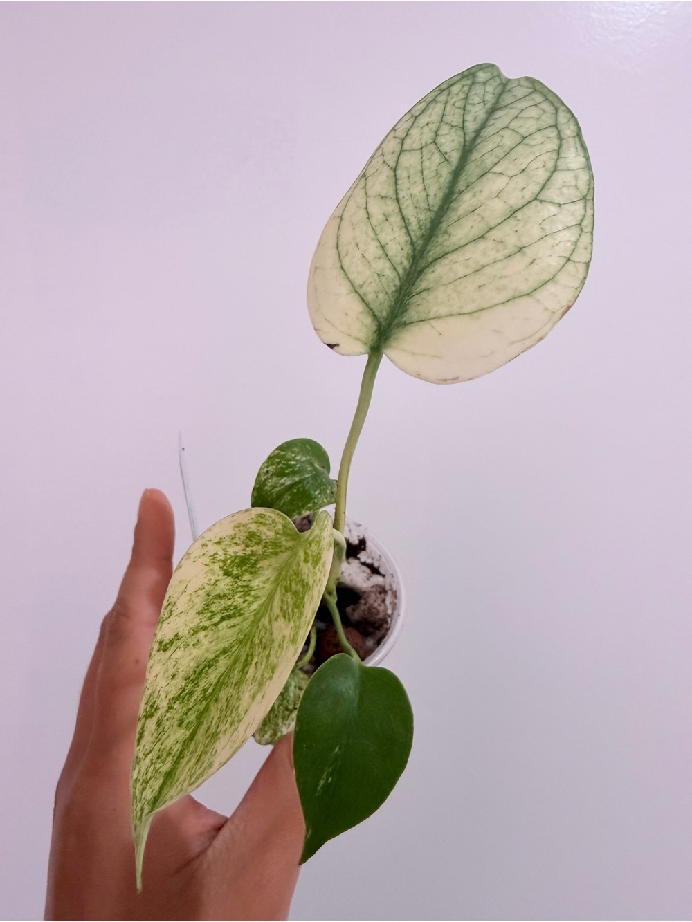 MONSTERA MINT